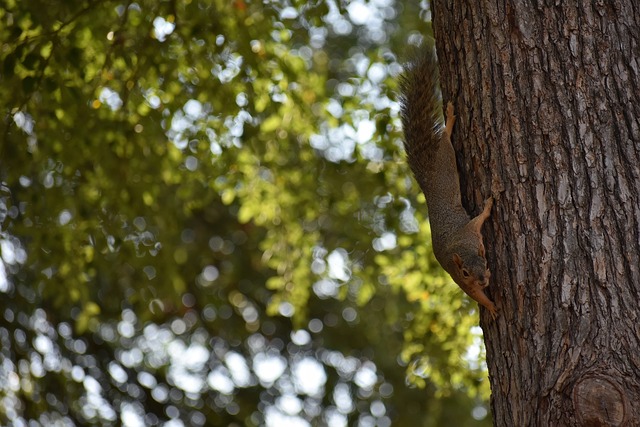 连胜的辉煌 连胜的辉煌